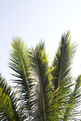  palm tree leaves, white background