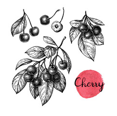 Wall Mural - Cherry ink sketch.