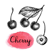 Wall Mural - Cherry ink sketch.
