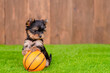 Yorkshire terrier puppy sits with a basketball on green summer grass. Empty space for text