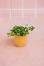 A Green Plant In A Small Yellow Flower Pot On A Pink Concrete Tile Background. Minimal Flat Lay With Copy Space For Text.
