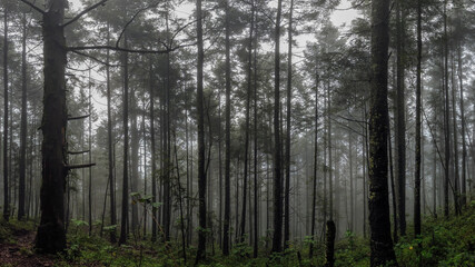 Naklejka na meble forest in fog / bosque de niebla; Parque Nacional Cumbres del Ajusco, México. 