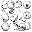 © Evgenii Dolzhenkov - Vector collection of hand-drawn apples. Sketch illustrations on a white background. A set of isolated objects of vintage engraving style. For advertising design, juice packaging, cider, menu
