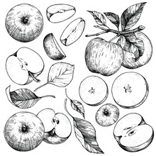 A Set Of Hand-drawn Sketches With Apples And Leaves. Vector Illustrations With Whole And Cut Fruits. Vintage Style Engraving. Collection Of Isolated Objects On A White Background