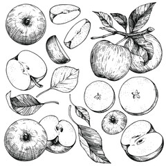 Wall Mural - A set of hand-drawn sketches with apples and leaves. Vector illustrations with whole and cut fruits. Vintage style engraving. Collection of isolated objects on a white background