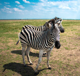 Fototapeta Sawanna - Two zebra's playing with each other in the African Savannah, and having fun. Safari trip, beauty in nature. High quality photo