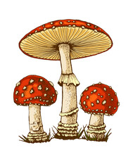 Drawn Poisonous Mushroom, Fly Agaric, Inedible, Flat Color Illustration, Flat Illustration, Fly Amanita Muscaria Hallucinogenic, Medicinal Fungus Isolated On White Background, For Design And Print