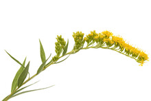 Yellow Flowers Of Goldenrod, Lat. Solidago, Isolated On White Background