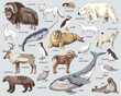 Hand drawn Arctic animals collection