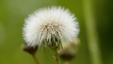 Fototapeta  - dandelion seed head