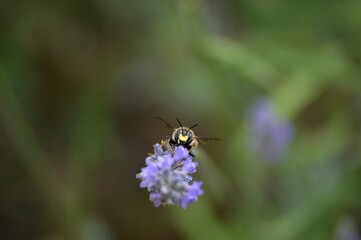 Wall Mural - a small beetle on a purple lavender flower