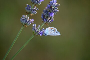 Wall Mural - a blue butterfly on a purple lavender flower