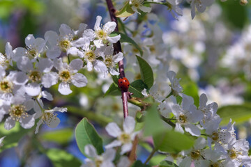 Blossoming cherry branch on a blurred background. Beautiful whit