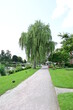 Uetersen Stadtpark Rosarium mit Trauerweide