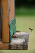 Biene im Anflug zum Bienenstock
