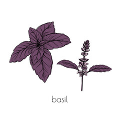 Wall Mural - Purple basil flower sketch set in vintage style on white background. Vector drawing. Hand drawn line design.