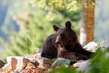 Wall Mural - young wild brown bear looking for food in the forest and mountains of the notranjska region in slove