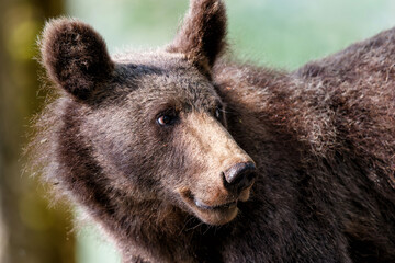 Wall Mural - young wild brown bear looking for food in the forest and mountains of the notranjska region in slove