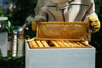 Wall Mural - Beekeeper on apiary. Beekeeper is working with bees and beehives on the apiary. Apiculture.