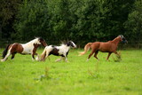 Fototapeta Konie - Bunte Pferdeherde auf der Wiese