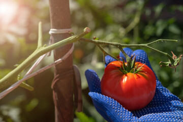 The gardener picks fresh ripe red tomatoes in the garden with blue gloves during the harvest season.