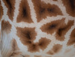 a fur of giraffe - texture close up