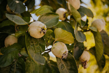 Closeup Of A Quince Tree With Unripe Quince Fruits