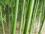 Fototapeta Sypialnia - bamboo forest wallpaper background green