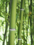 Fototapeta Sypialnia - bamboo forest wallpaper background green