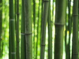 Fototapeta Dziecięca - bamboo forest wallpaper background green