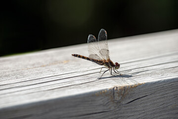 Wall Mural - dragonfly on wood board