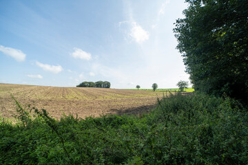 Wall Mural - An agricultural field during summer south of Groesbeek