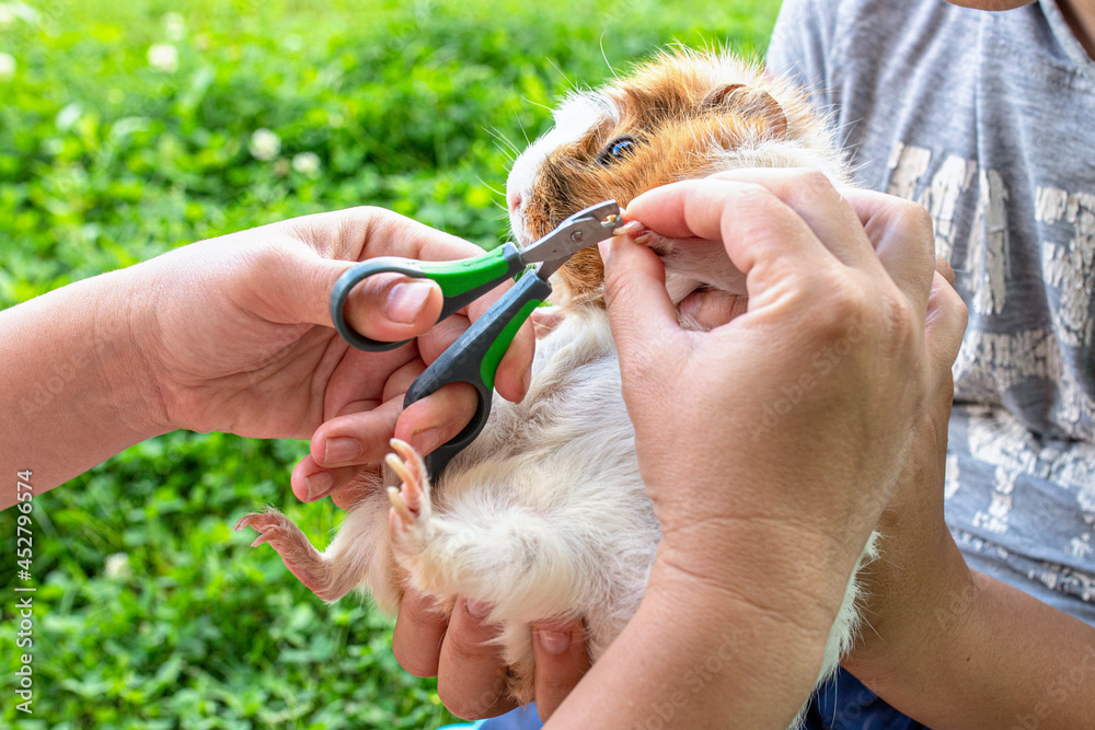 pruning claws of guinea pig at home. Step 5. Haircut claws of guinea
