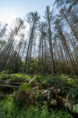 Wall Mural - The forest on the Sint-Jansberg hill.