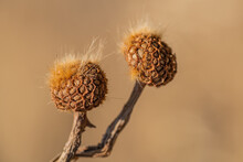 Dried Thistle Flower