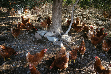 Wall Mural - chicken