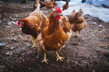 Wall Mural - chicken