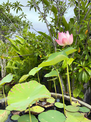 Wall Mural - Pink lotus flower in tropical garden