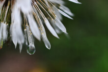 A Close Up Image Of Wet Dandelion Seeds Covered In Rain Drops Against A Green Background. 