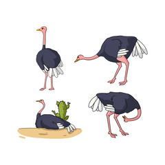 Male Ostrich illustration design in bundle vector illustration