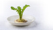 small radish plant grown on plate of water at home without soil, regrowing vegetables and greens, hydroponics