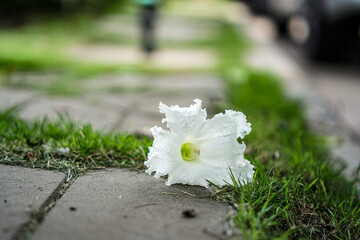 Sticker - white flowers on the ground