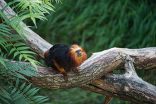 Portrait Of Tamarin With Golden Head Standing On Tree Branch