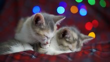 Tired Tricolor Kittens Doze On A Christmas Blanket Amid Colored Lights. Nice Touching Picture. Love To The Animals. Close-up, 4K UHD.