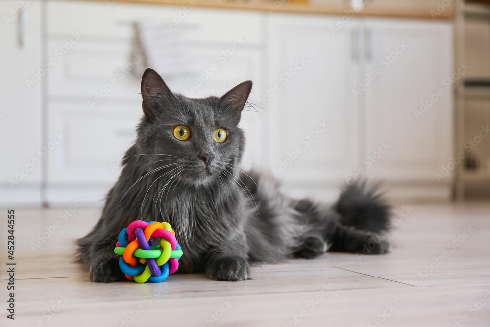 Cute grey cat with toy at home