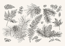 Winter Set With Fir And Pine Branches, Cones, Fern And Leaves. Blue And White.