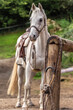 A bitless bosal on a hitching post with a white arabian horse in the background