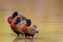 White-faced Ducks Resting In A Puddle After A Downpour In South Africa