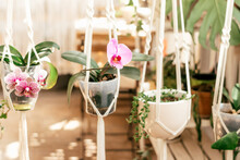 Blooming Pink Indoor Orchids In A Hanging Planter In Home Interior.Biophillia Design.Urban Jungle.Selective Focus.