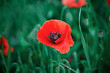 A large blooming red poppy close-up against the background of juicy green grass in a field on a sunny summer day. Summer natural flower background. Spring flowering.